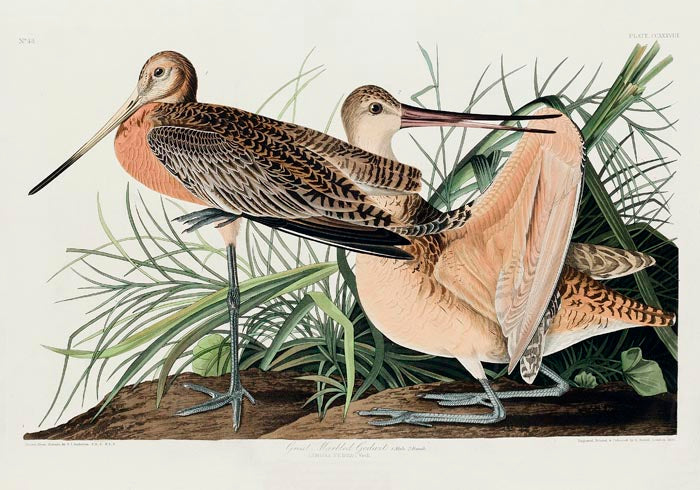 Great Marbled Godwit from Birds of America Poster – Patroa Studio — Ansicht 3