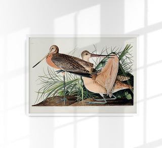 Great Marbled Godwit from Birds of America Poster – Patroa Studio
