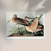 Great Marbled Godwit from Birds of America Poster – Patroa Studio — Ansicht 2