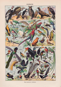 Larousse Bird Collection I Poster – Art Print Birds — Ansicht 3