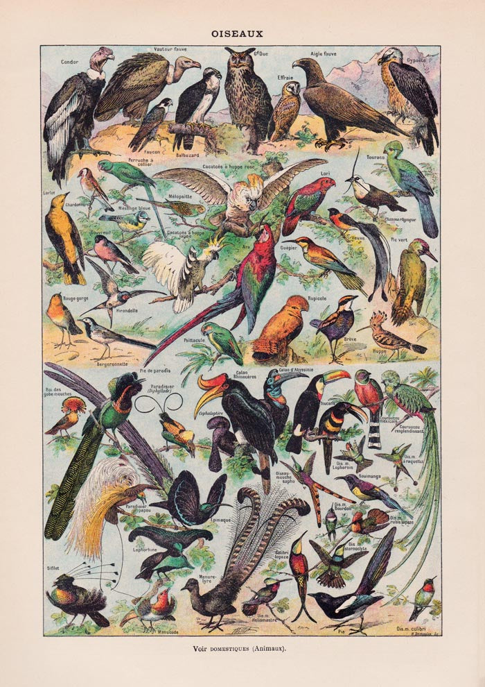 Larousse Bird Collection I Poster – Art Print Birds — Ansicht 3