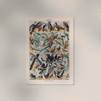 Larousse Bird Collection I Poster – Art Print Birds — Ansicht 2