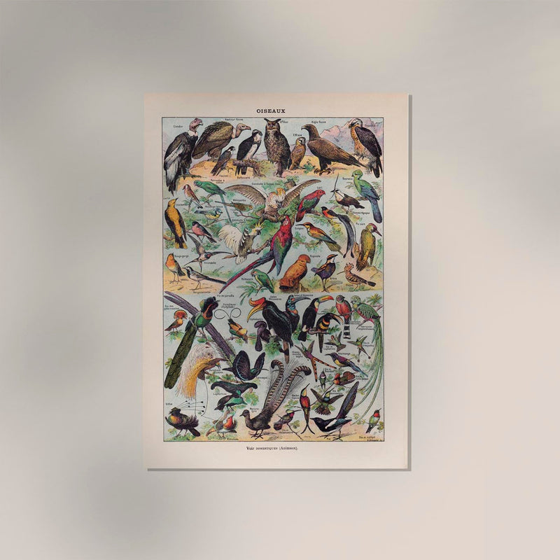 Larousse Bird Collection I Poster – Art Print Birds — Ansicht 2