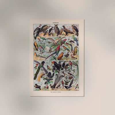 Larousse Bird Collection I Poster – Art Print Birds
