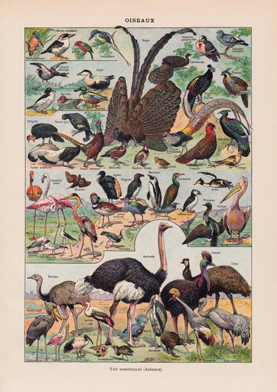 Larousse Bird Collection II Poster – Bird Illustration, Giclée Print