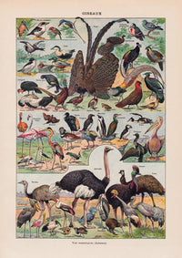 Larousse Bird Collection II Poster – Bird Illustration, Giclée Print — Ansicht 3