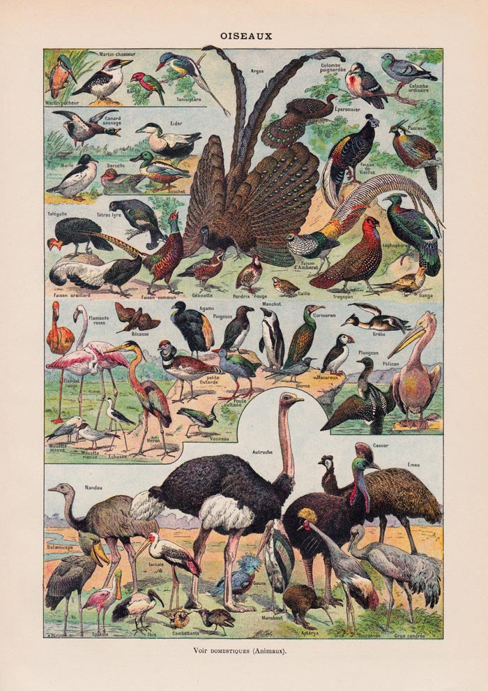 Larousse Bird Collection II Poster – Bird Illustration, Giclée Print — Ansicht 3