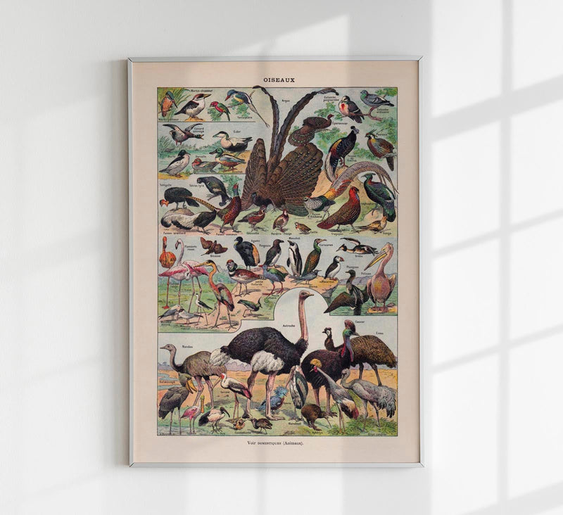 Larousse Bird Collection II Poster – Bird Illustration, Giclée Print — Patroa Studio