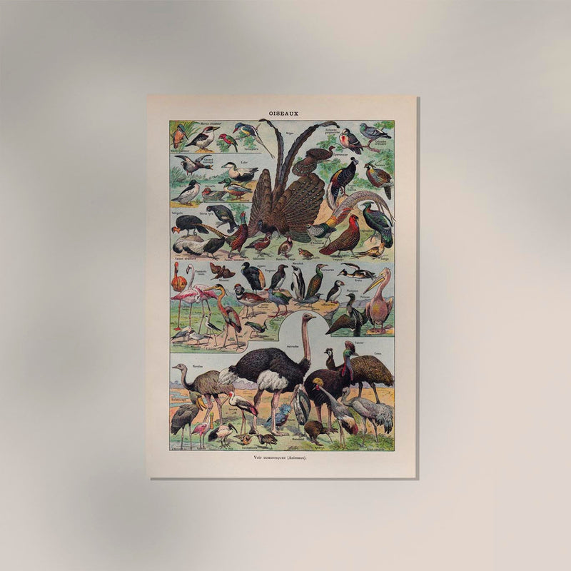 Larousse Bird Collection II Poster – Bird Illustration, Giclée Print — Ansicht 2