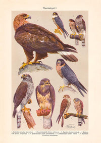 Birds of Prey I Poster – Chromolithograph Kunstdruck Patroa Studio — Ansicht 3