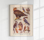 Birds of Prey I Poster – Chromolithograph Kunstdruck Patroa Studio