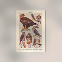 Birds of Prey I Poster – Chromolithograph Kunstdruck Patroa Studio — Ansicht 2
