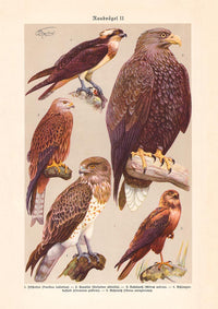Birds of Prey II Poster – Chromolithograph Print — Ansicht 3
