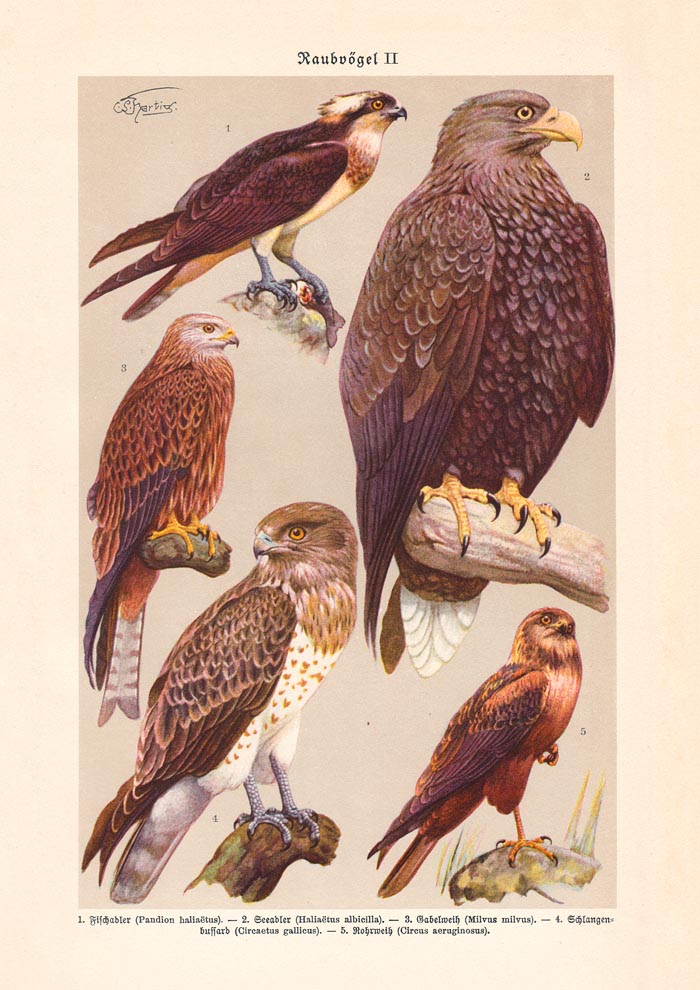 Birds of Prey II Poster – Chromolithograph Print — Ansicht 3