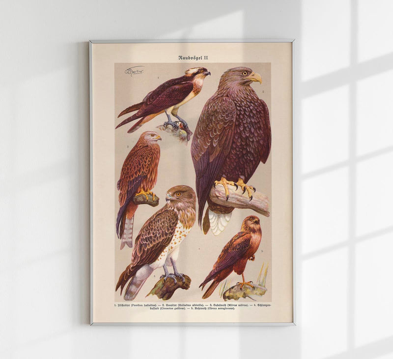Birds of Prey II Poster – Chromolithograph Print — Patroa Studio