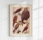 Birds of Prey II Poster – Chromolithograph Print