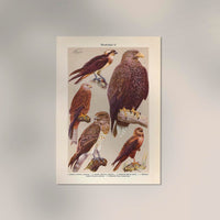 Birds of Prey II Poster – Chromolithograph Print — Ansicht 2