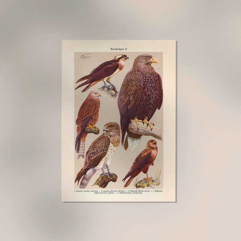 Birds of Prey II Poster – Chromolithograph Print — Ansicht 2