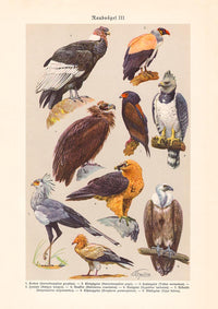 Birds of Prey III Poster – Chromolithographie Illustrationen — Ansicht 3