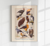 Birds of Prey III Poster – Chromolithographie Illustrationen — Ansicht 1