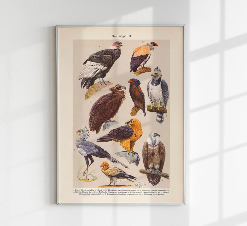 Birds of Prey III Poster – Chromolithographie Illustrationen — Patroa Studio