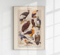 Birds of Prey III Poster – Chromolithographie Illustrationen