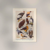 Birds of Prey III Poster – Chromolithographie Illustrationen — Ansicht 2