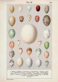 Eggs Collection III Poster – Chromolithograph Bird Illustrations — Ansicht 3