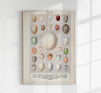 Eggs Collection III Poster – Chromolithograph Bird Illustrations — Ansicht 1