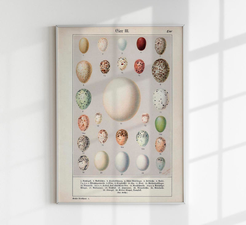 Eggs Collection III Poster – Chromolithograph Bird Illustrations — Patroa Studio