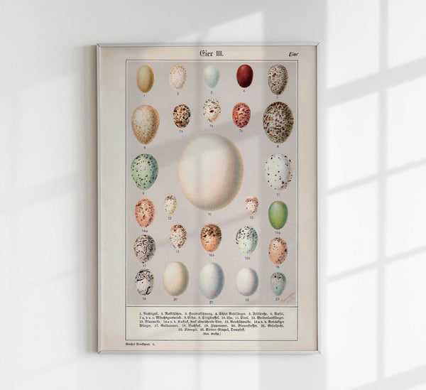 Eggs Collection III Poster – Chromolithograph Bird Illustrations