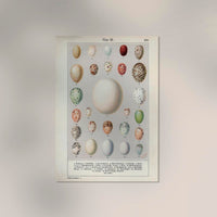 Eggs Collection III Poster – Chromolithograph Bird Illustrations — Ansicht 2