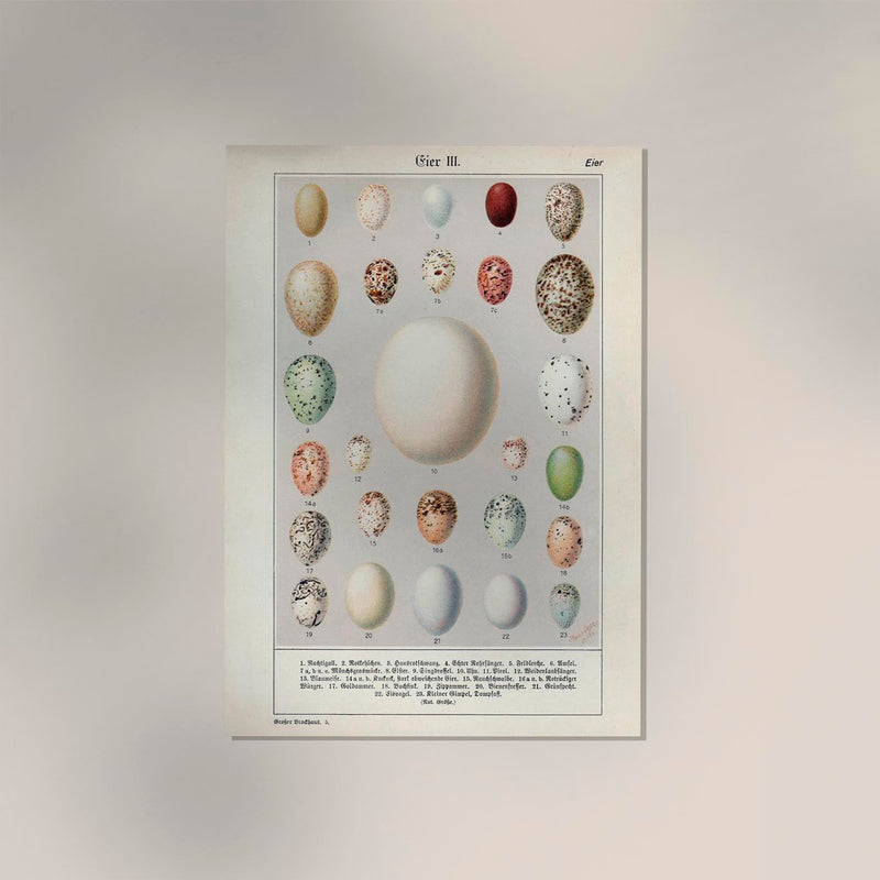 Eggs Collection III Poster – Chromolithograph Bird Illustrations — Ansicht 2