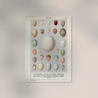 Eggs Collection III Poster – Chromolithograph Bird Illustrations