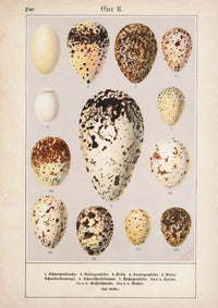 Eggs II Poster – Chromolithograph Bird Illustration — Ansicht 3