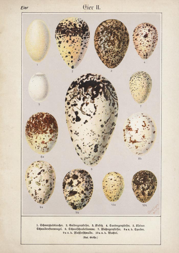 Eggs II Poster – Chromolithograph Bird Illustration — Ansicht 3