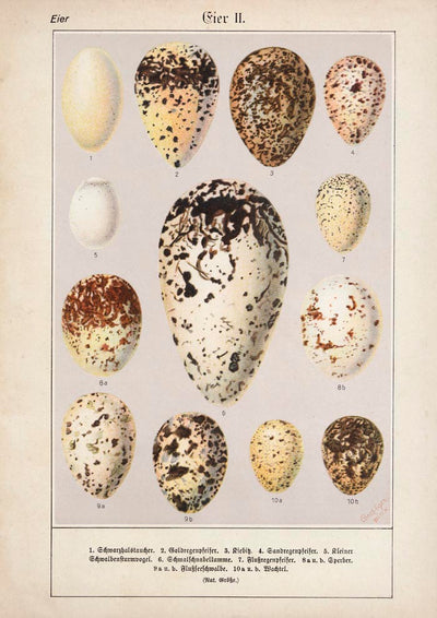 Eggs II Poster – Chromolithograph Vogel-Illustration