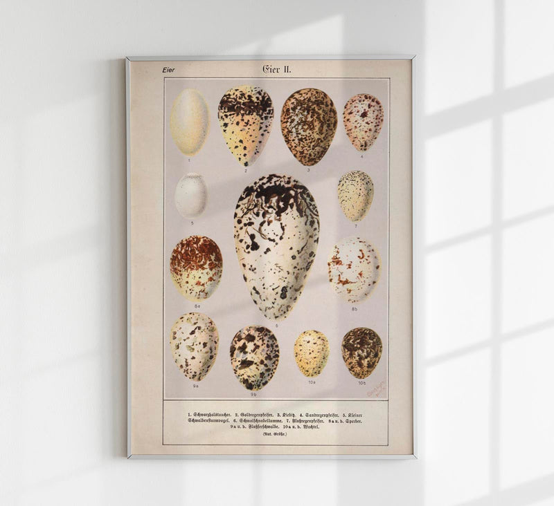 Eggs II Poster – Chromolithograph Bird Illustration — Patroa Studio