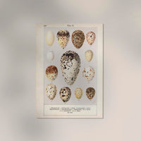 Eggs II Poster – Chromolithograph Bird Illustration — Ansicht 2