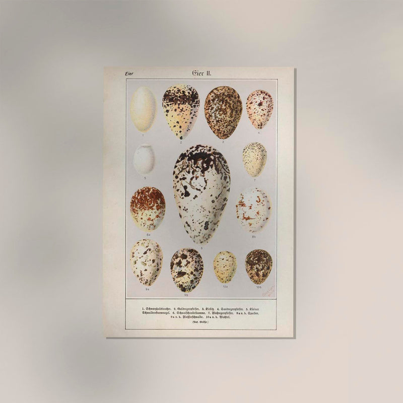 Eggs II Poster – Chromolithograph Bird Illustration — Ansicht 2