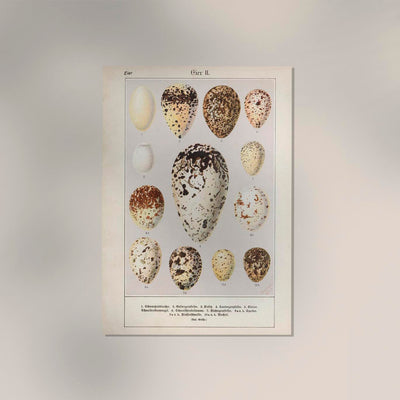 Eggs II Poster – Chromolithograph Vogel-Illustration