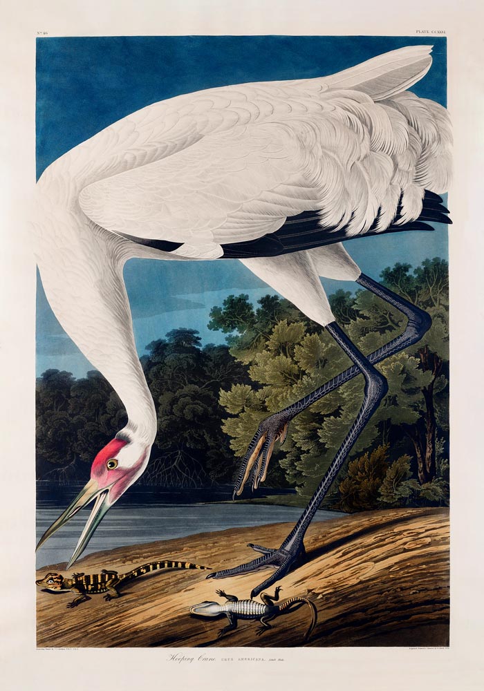 Hooping Crane from Birds of America Poster – Kunstdruck Berlin — Ansicht 3