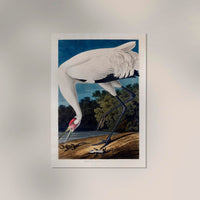 Hooping Crane from Birds of America Poster – Kunstdruck Berlin — Ansicht 2