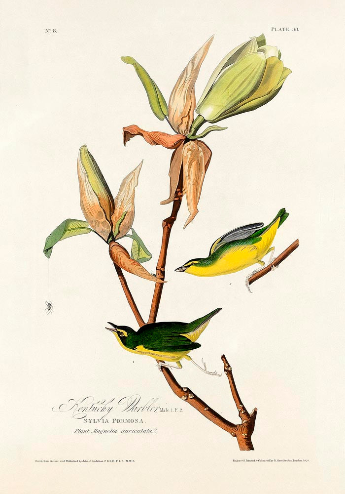 Kentucky Warbler from Birds of America Poster - Art Print Berliner Handwerk — Ansicht 3