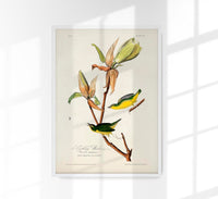 Kentucky Warbler from Birds of America Poster - Art Print Berliner Handwerk — Ansicht 1