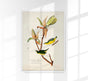 Kentucky Warbler from Birds of America Poster - Art Print Berliner Handwerk
