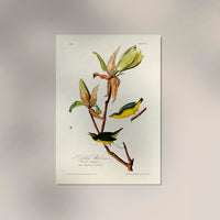 Kentucky Warbler from Birds of America Poster - Art Print Berliner Handwerk — Ansicht 2