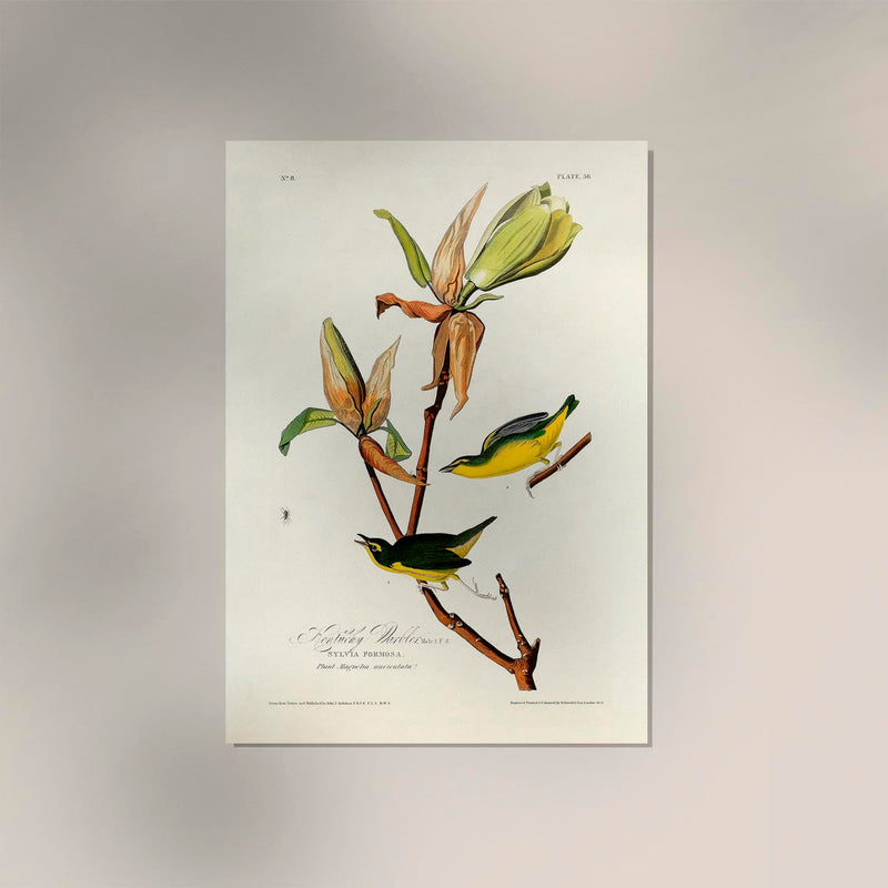 Kentucky Warbler from Birds of America Poster - Art Print Berliner Handwerk — Ansicht 2