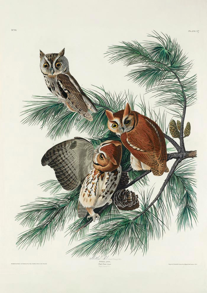 Little Screech Owl from Birds of America Poster – Handgedruckt Berlin — Ansicht 3
