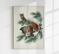 Little Screech Owl from Birds of America Poster – Handgedruckt Berlin — Ansicht 1